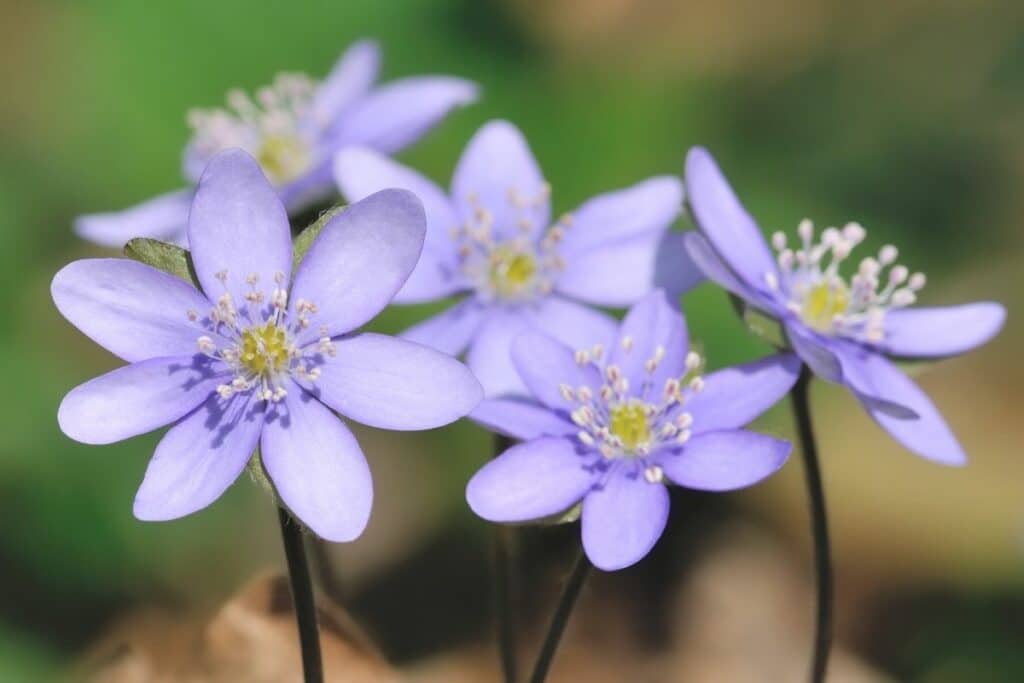 Leberblümchen (Hepatica nobilis)