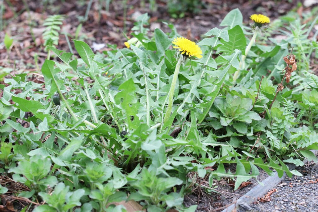 Essbare Wildkräuter - Löwenzahn (Taraxacum officinale)