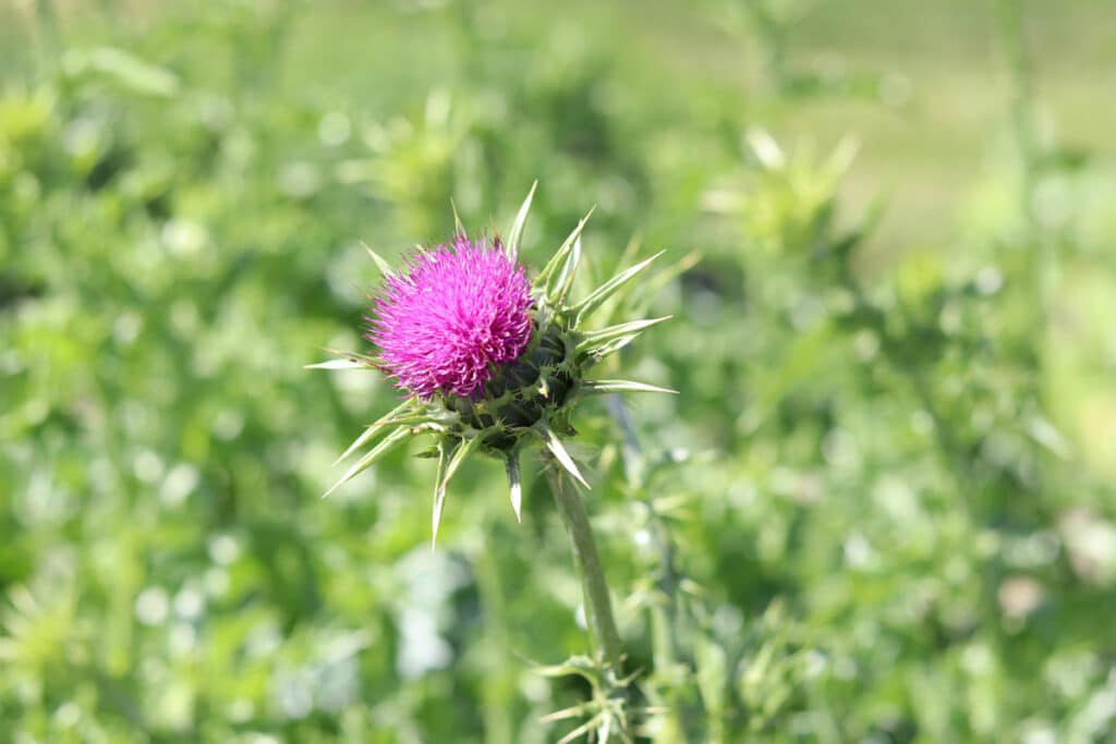 Essbare Wildkräuter - Mariendistel (Silybum marianum)