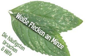 Weiße Flecken an Minze