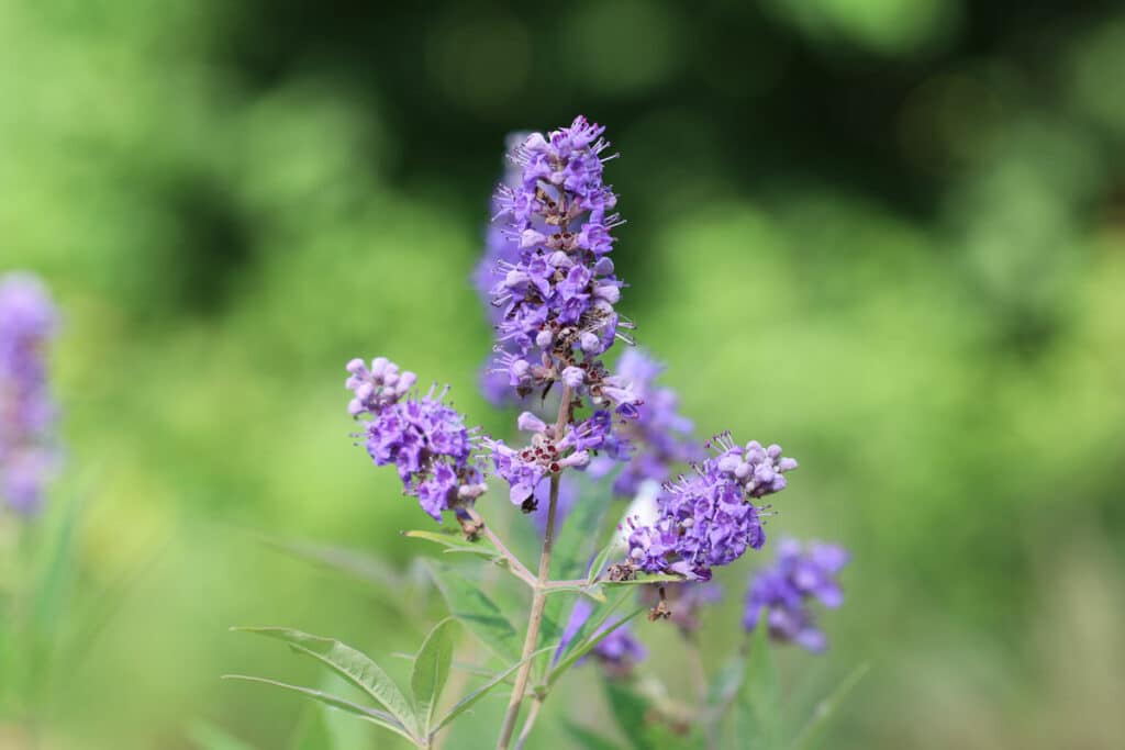 Essbare Wildkräuter - Mönchspfeffer (Vitex agnus-castus)