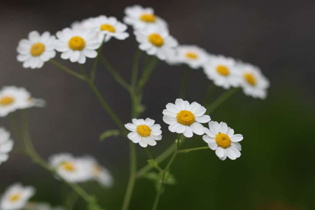 Essbare Wildkräuter - Mutterkraut (Tanacetum parthenium)