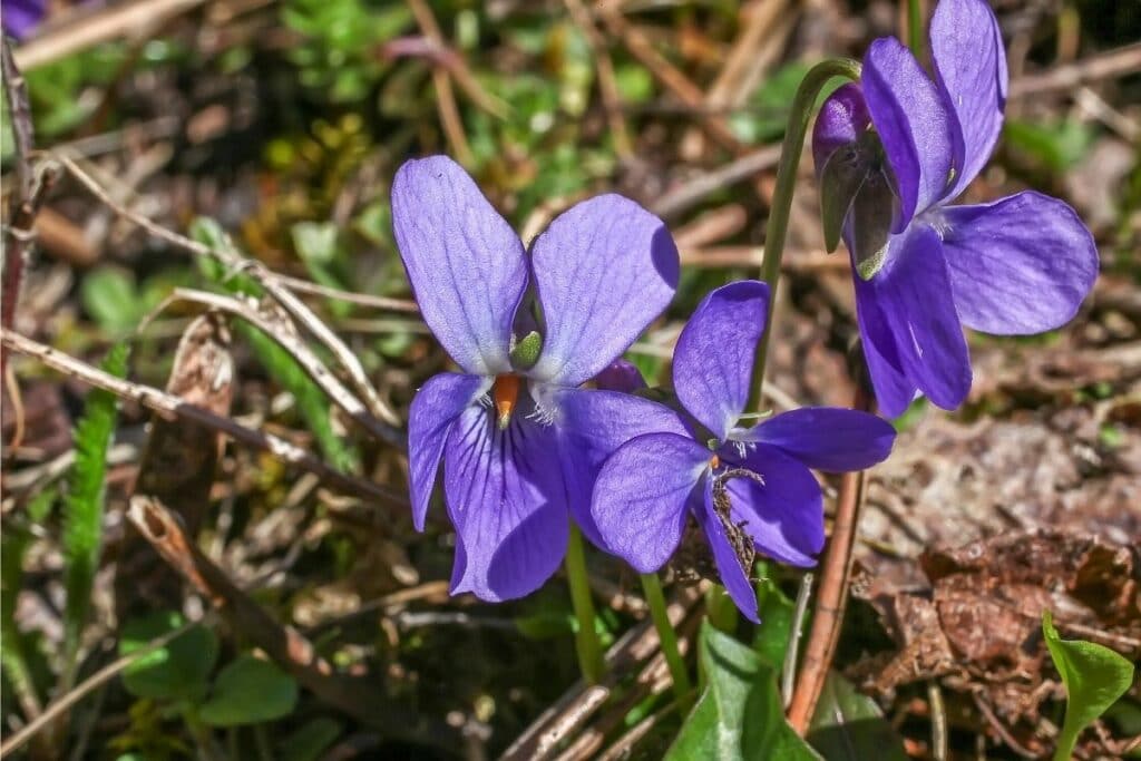 Pfingst-Veilchen (Viola sororia)