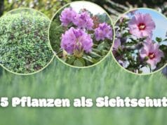 Pflanzen als Sichtschutz