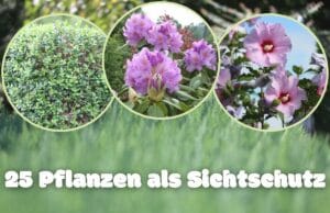 Pflanzen als Sichtschutz
