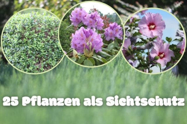 Pflanzen als Sichtschutz