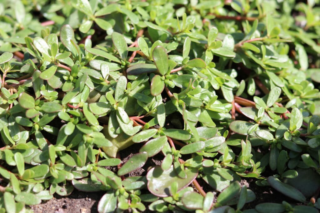 Essbare Wildkräuter - Portulak (Portulaca oleracea)