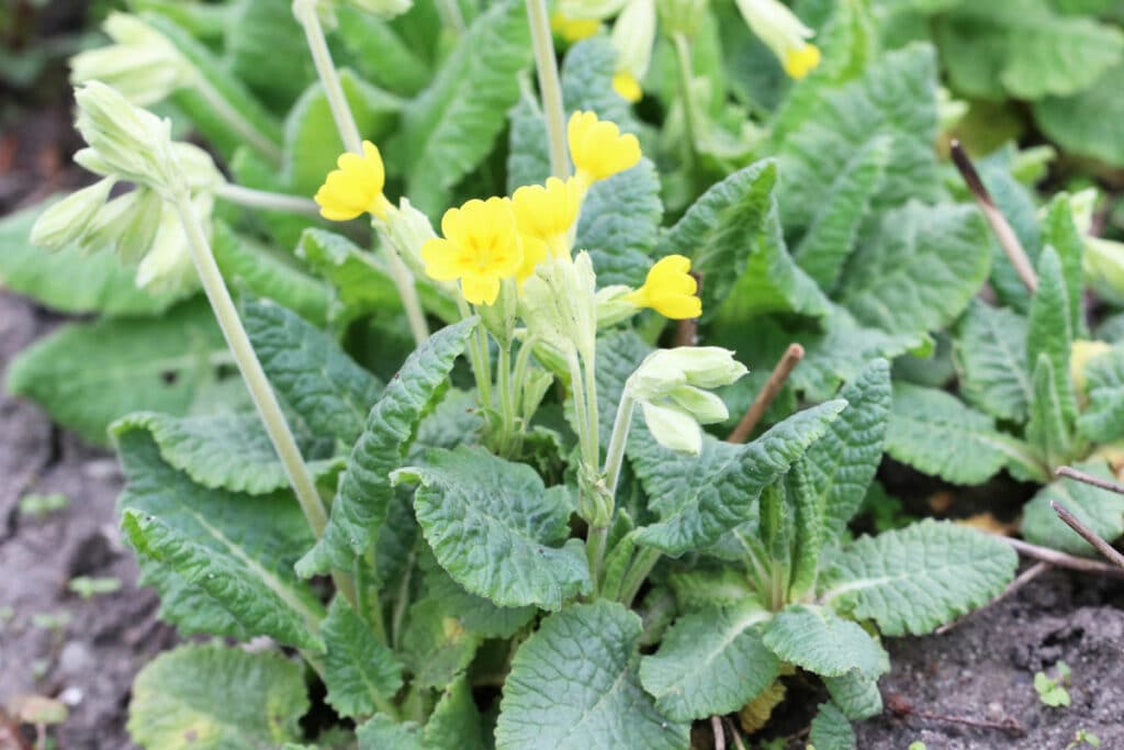 Essbare Wildkräuter - Echte Schlüsselblume (Primula veris)