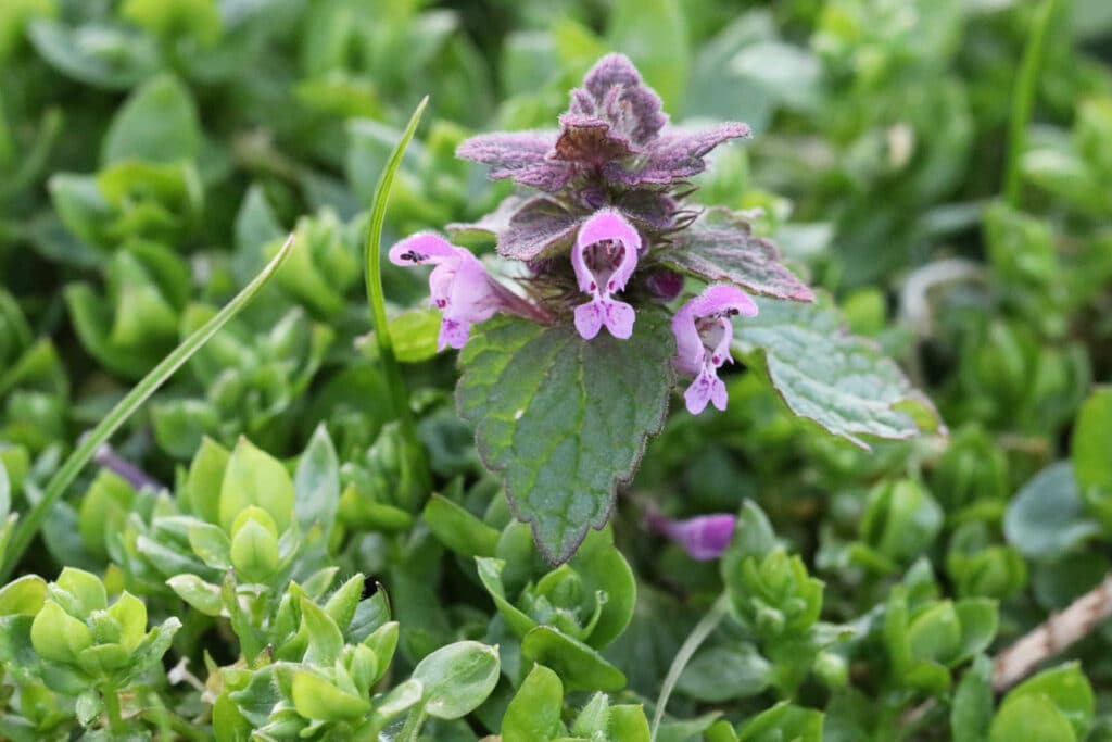 Essbare Wildkräuter - Purpurrote Taubnessel (Lamium purpureum)