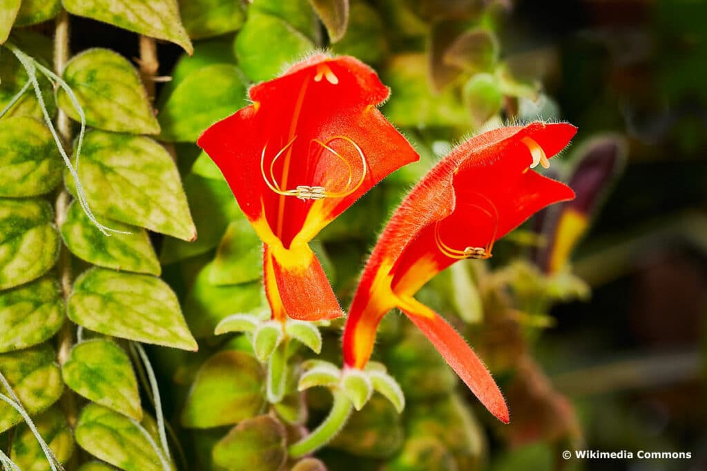 Kletter-Hängepflanzen - Rachenrebe ( Columnea)