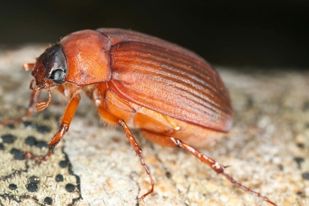 Rotbrauner Laubkäfer (Serica brunnea)