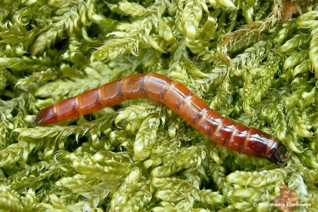 Saatschnellkäfer (Agriotes lineatus)