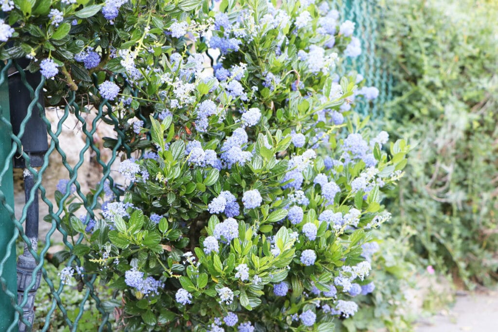 Säckelblume (Ceanothus)