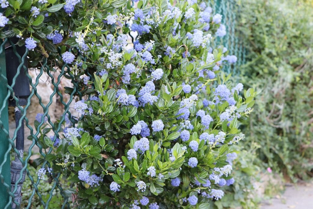 Säckelblume (Ceanothus)