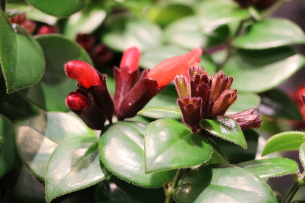 Hänge-Kletterpflanzen - Schamblume (Aeschynanthus)