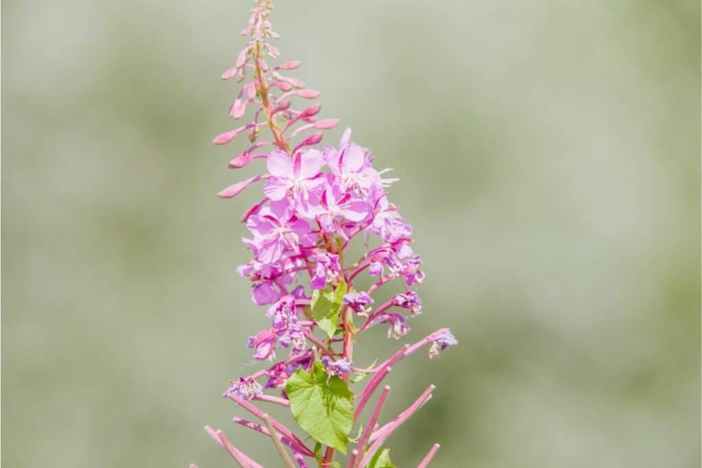 Schmalblättriges Weidenröschen (Epilobium angustifolium)