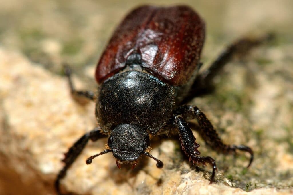 Silbriger Purzelkäfer (Hoplia philanthus)