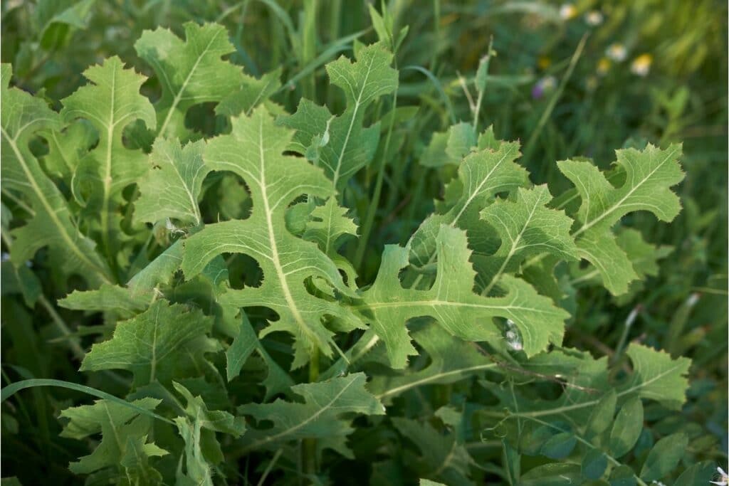 Stachel-Lattich (Lactuca serriola)