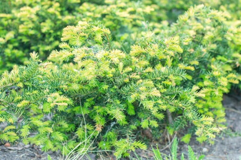 Tafeleibe (Taxus baccata 'repandens')