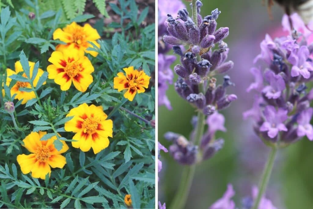 Tagetes und Lavendel