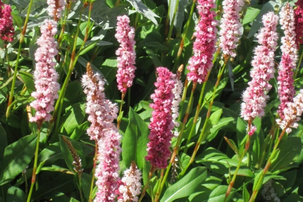 Teppich-Knöterich (Persicaria affinis)