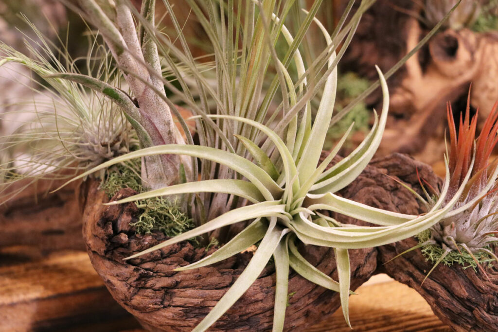 Tillandsie (Tillandsia)