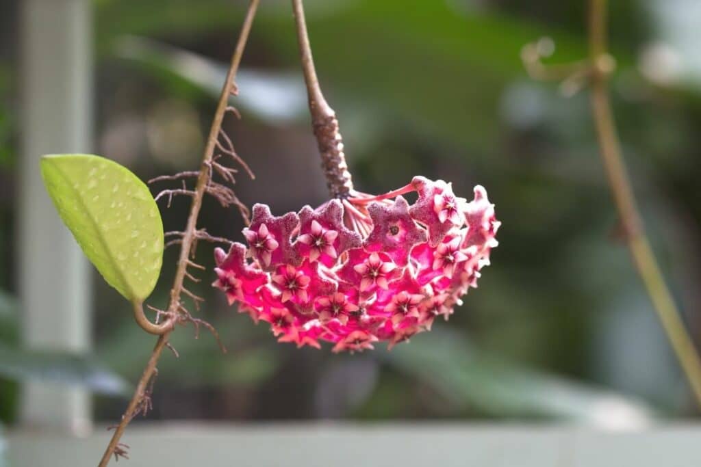 Wachsblume (Hoya)