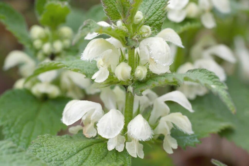 Weiße Taubnessel (Lamium album)