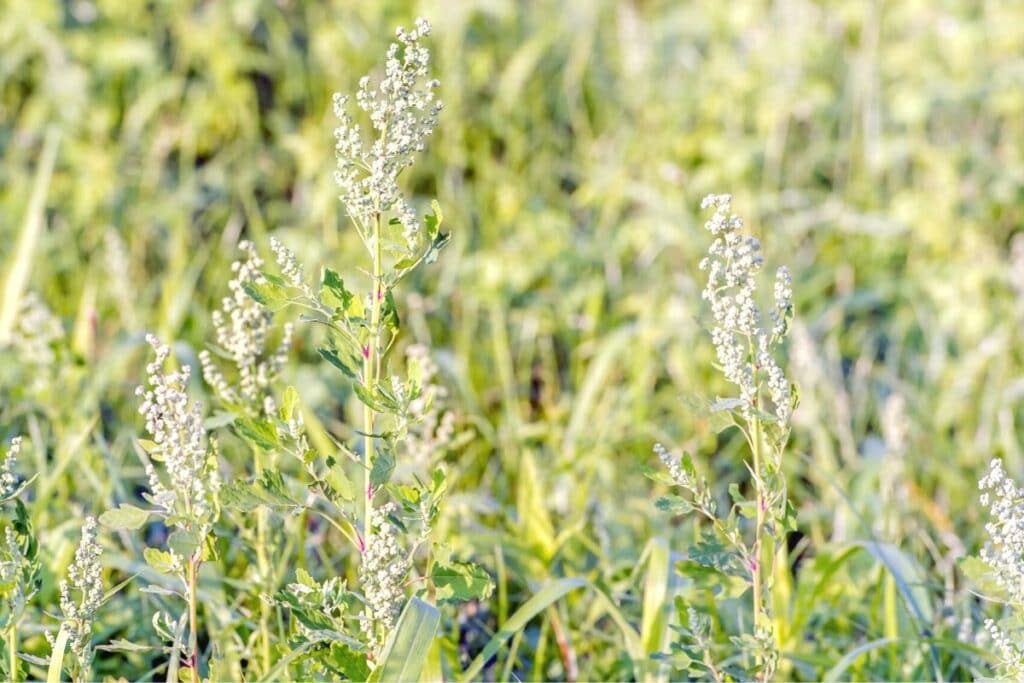 Weißer Gänsefuß (Chenopodium album)