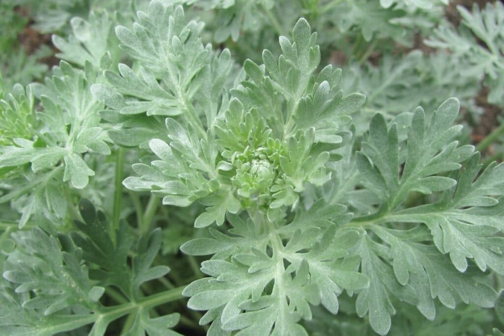 Wermut (Artemisia absinthium)