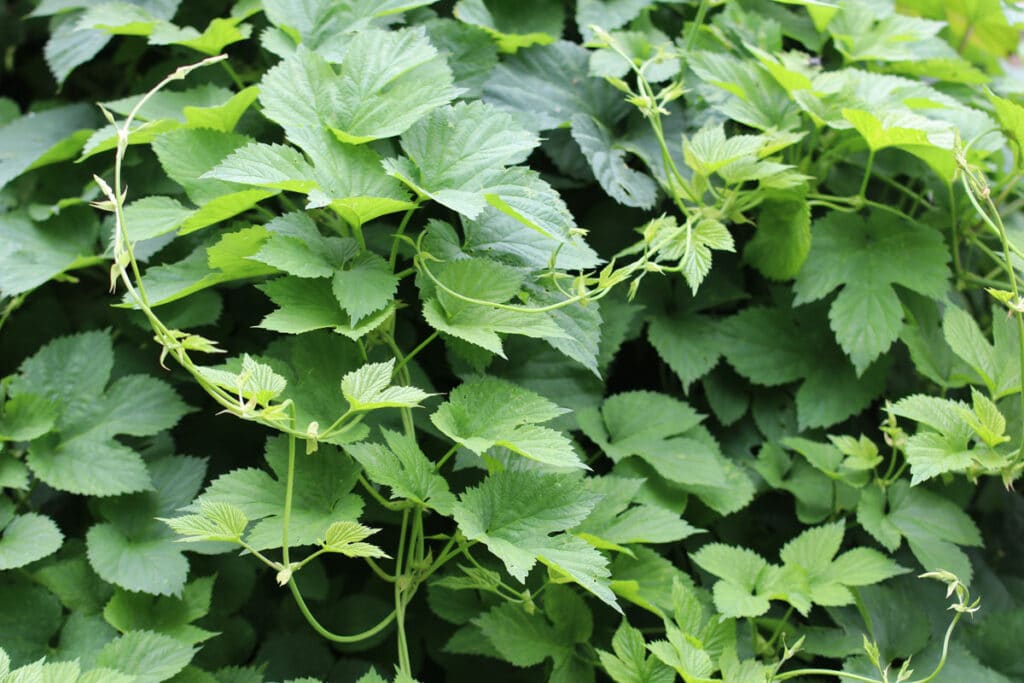 Essbare Wildkräuter - Wilder Hopfen (Humulus lupulus)