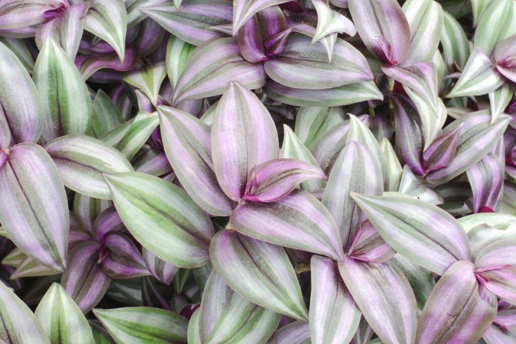 Zebrakraut (Tradescantia zebrina)