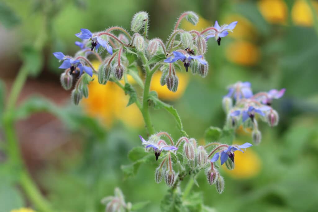 Borretsch (Borago officinalis)