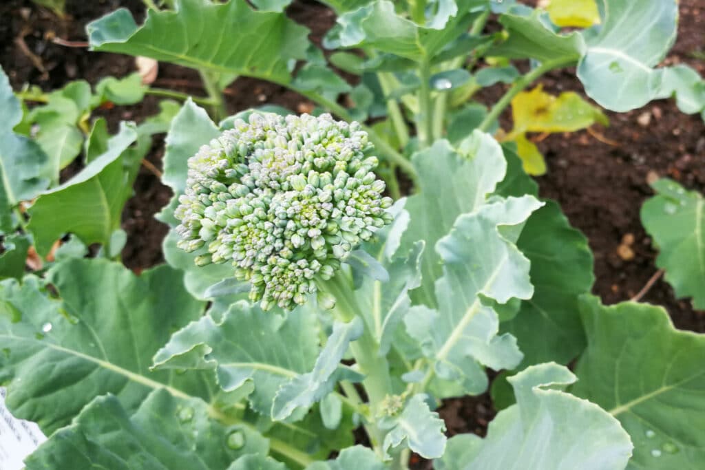 Brokkoli (Brassica oleracea var. italica)