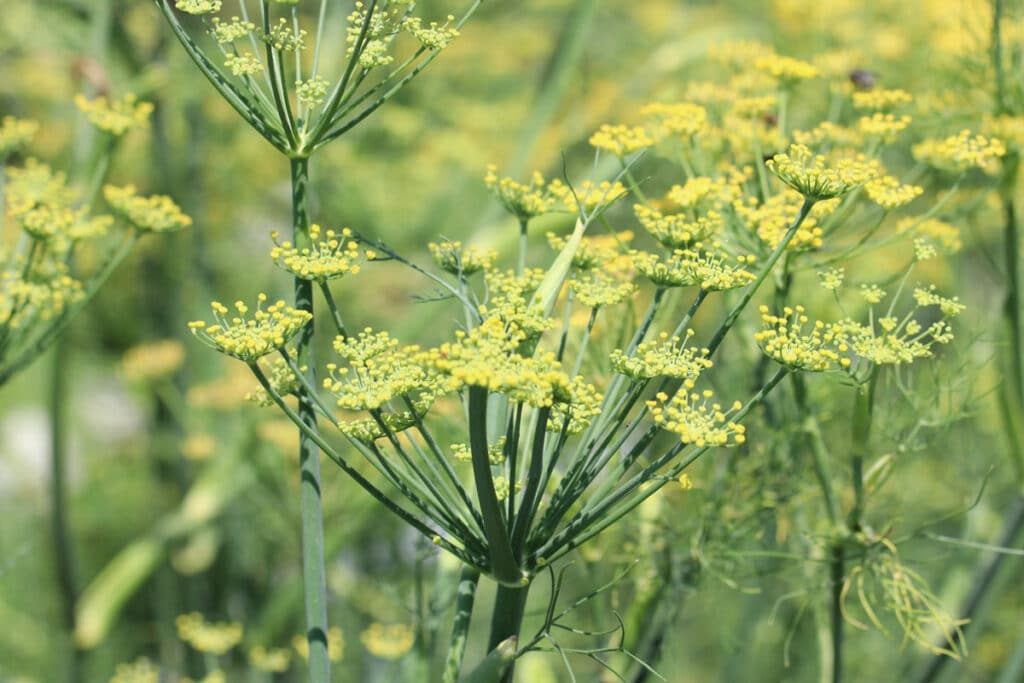 Dill (Anethum graveolens)