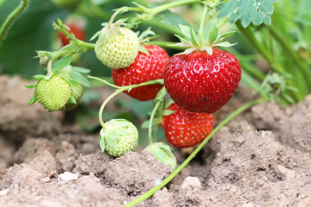 Erdbeeren (Fragaria)