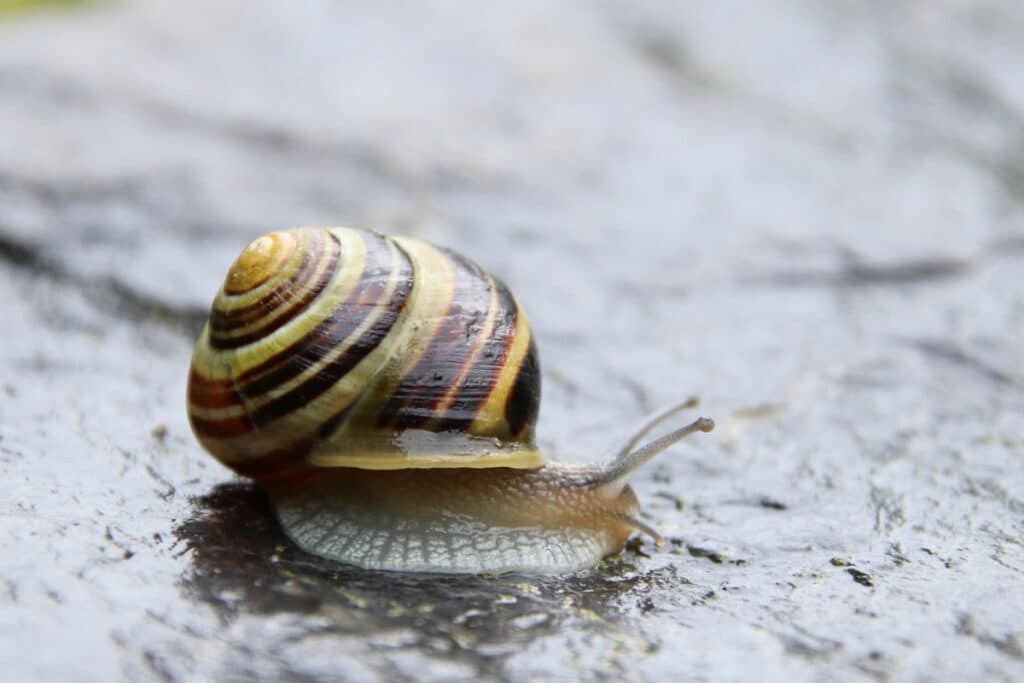 Garten-Bänderschnecke (Cepaea hortensis)