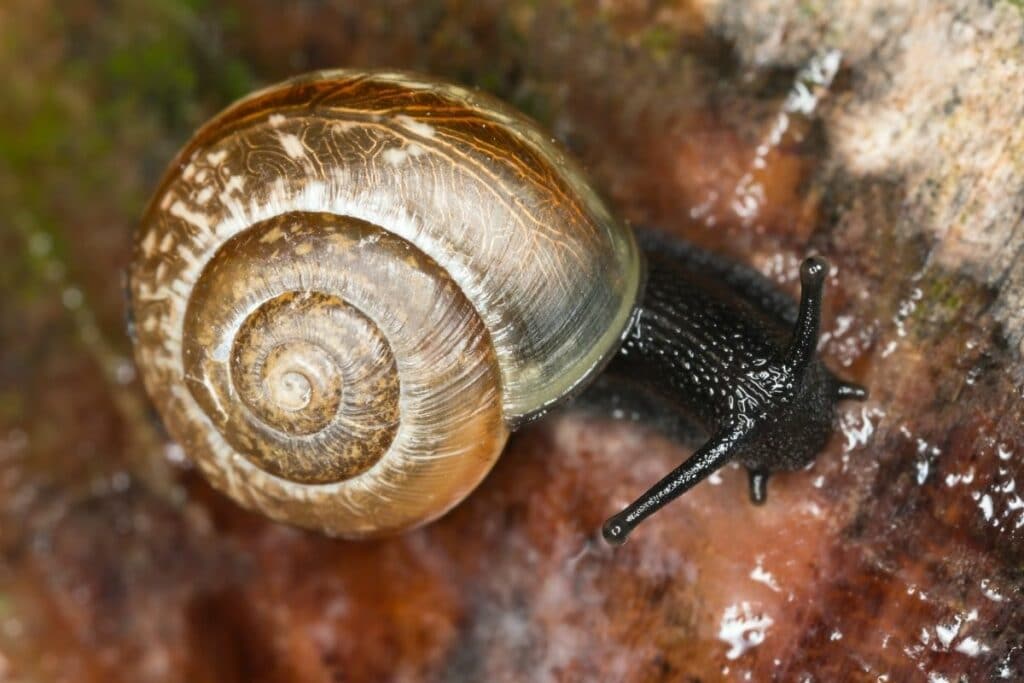 Gefleckte Schnirkelschnecke (Arianta arbustorum)