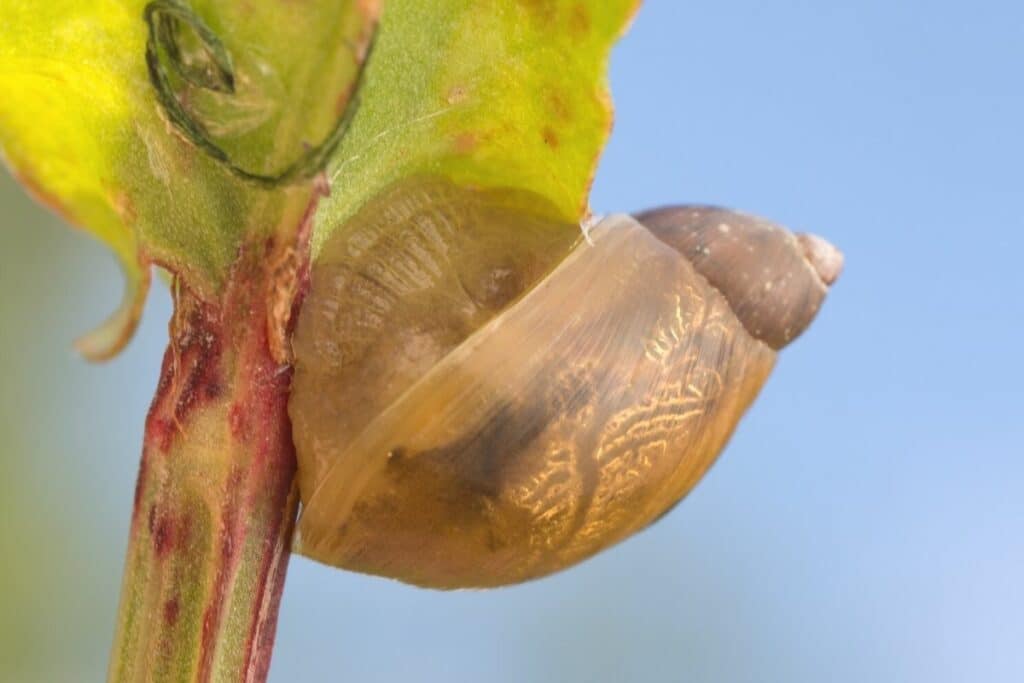 Gemeine Bernsteinschnecke (Succinea putris)