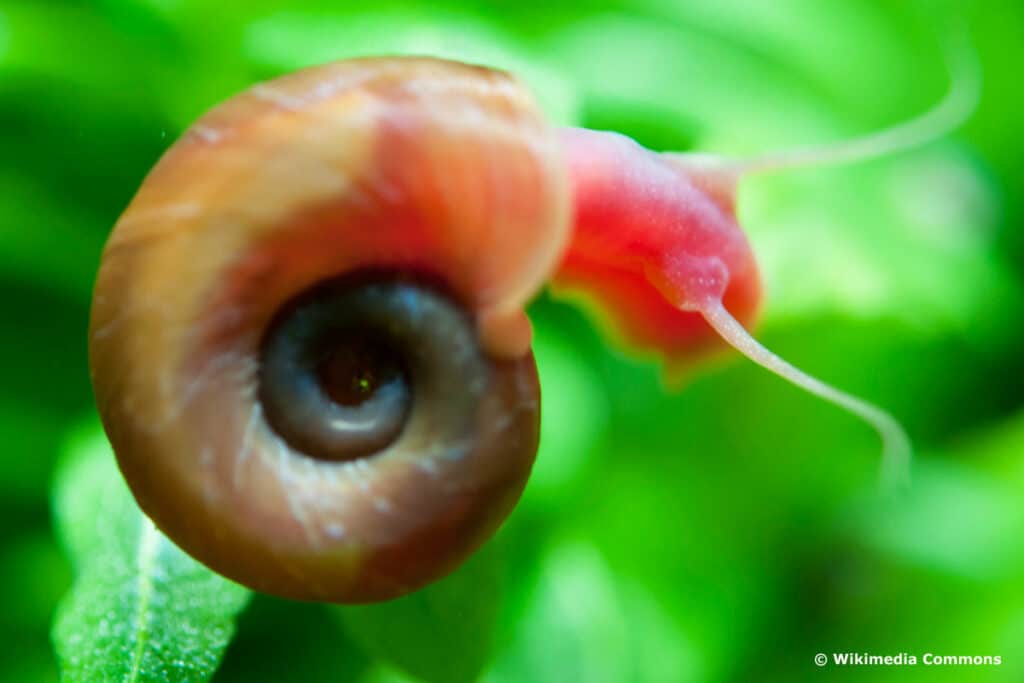 Gemeine Tellerschnecke (Planorbis planorbis)