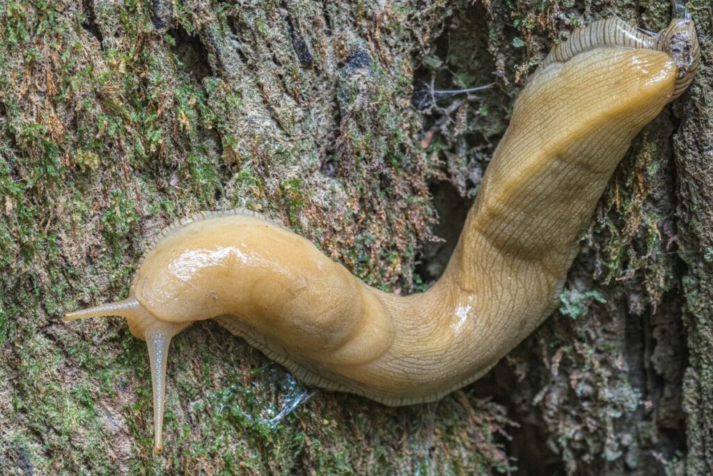 Genetzte Ackerschnecke (Deroceras reticulatum)