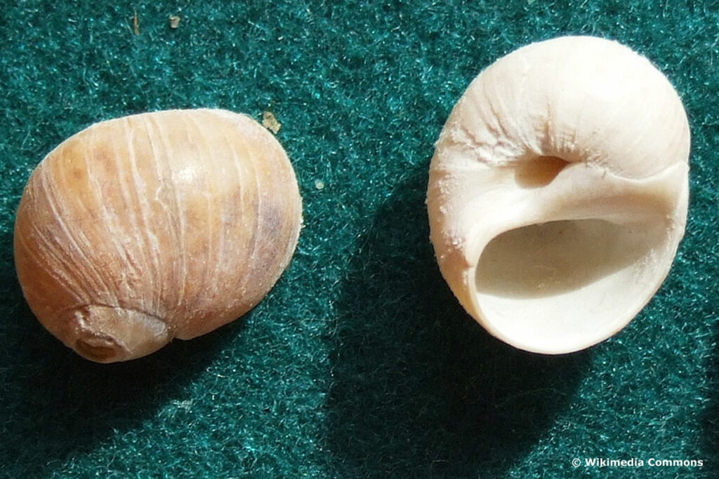 Glänzende Nabelschnecke (Euspira pulchella)