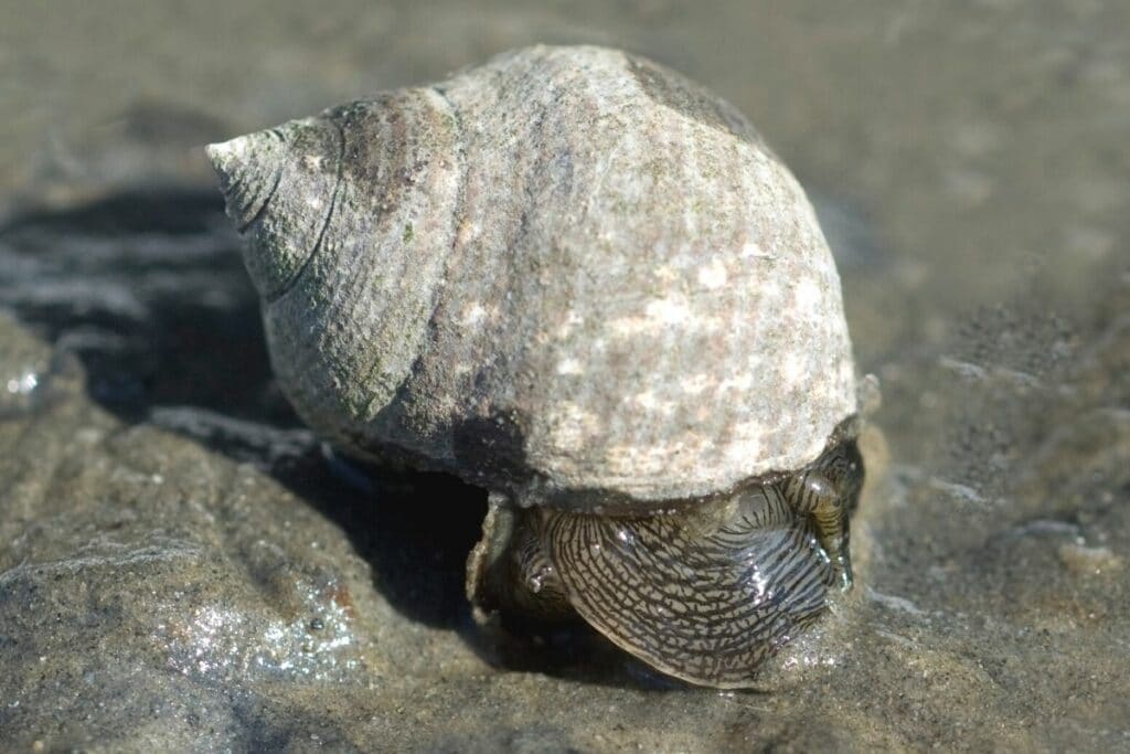 Große Strandschnecke (Littorina littorea)