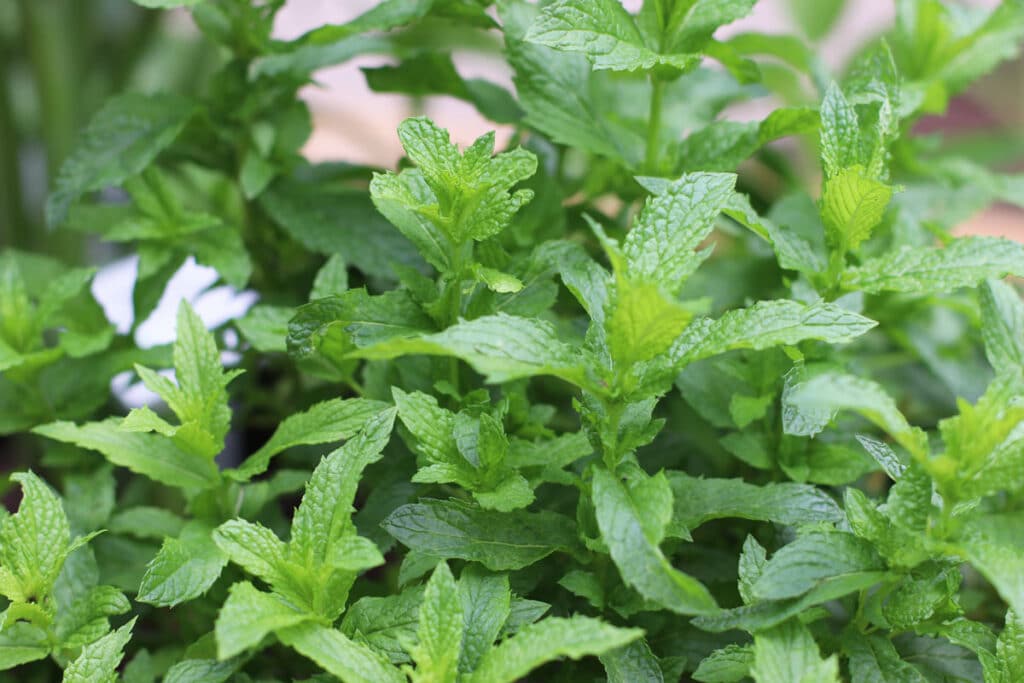 Grüne Minze (Mentha spicata)