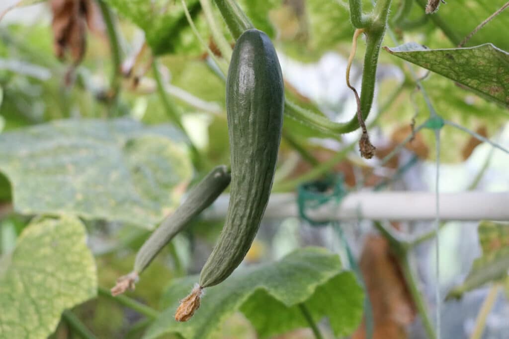 Gurke (Cucumis sativus)