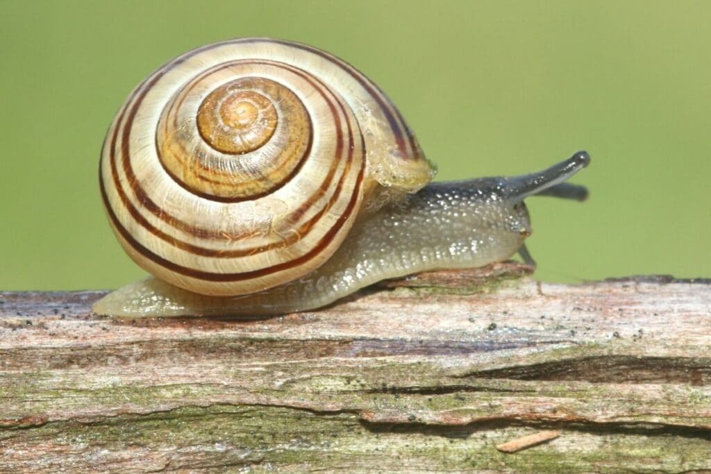 Hain-Bänderschnecke (Cepaea nemoralis)