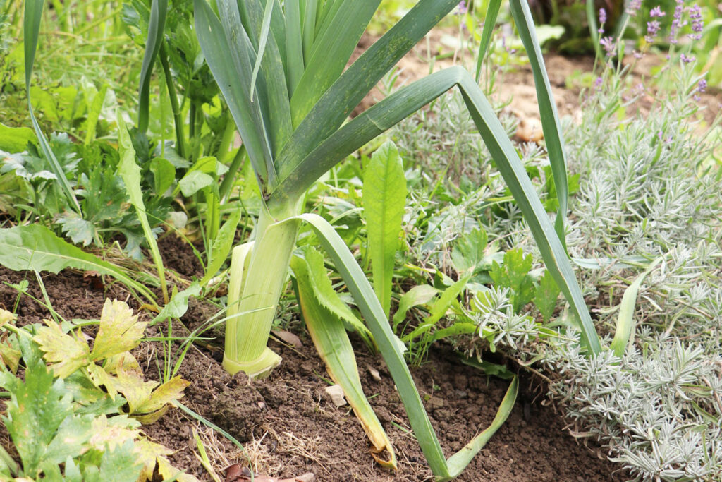 Lauch (Allium porrum)