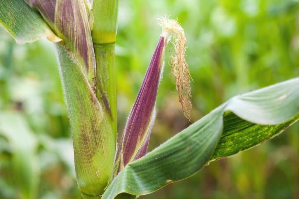 Mais (Zea mays)