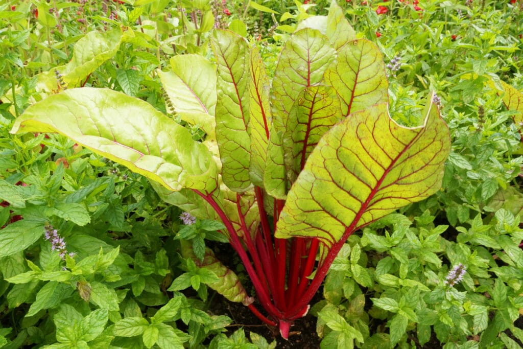 Mangold (Beta vulgaris)