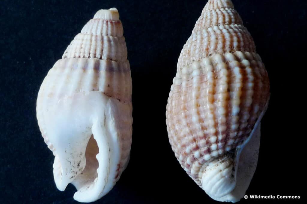 Netzreusenschnecle (Nassarius reticulatus)